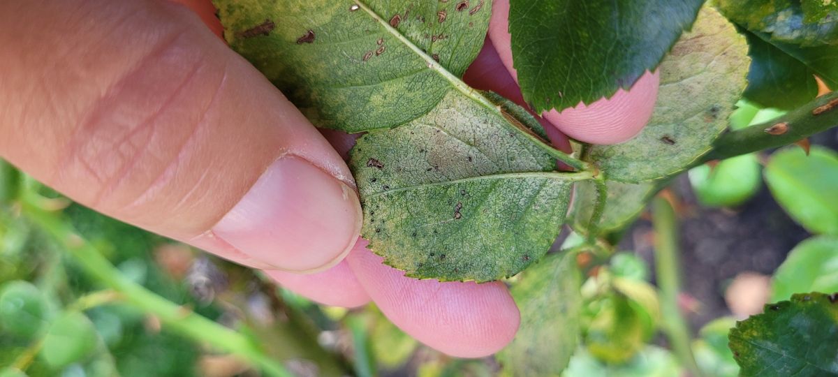 The underside of a rose leaf infested with spider mites
