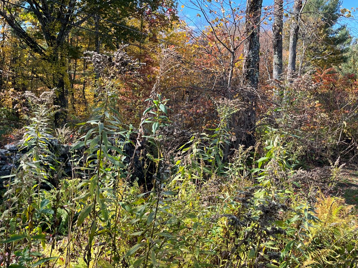 Winter habitat for beneficial bees and insects