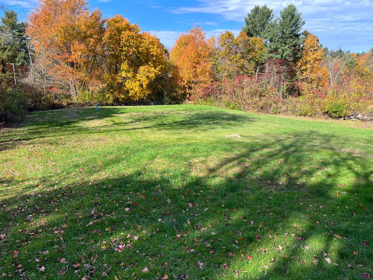 A large lawn with scattered leaves and fall leaves on trees