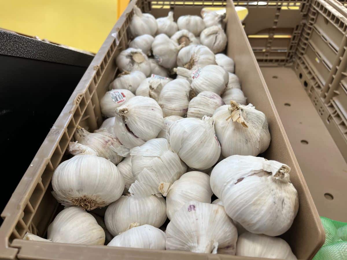 A bulk bin of loose garlic