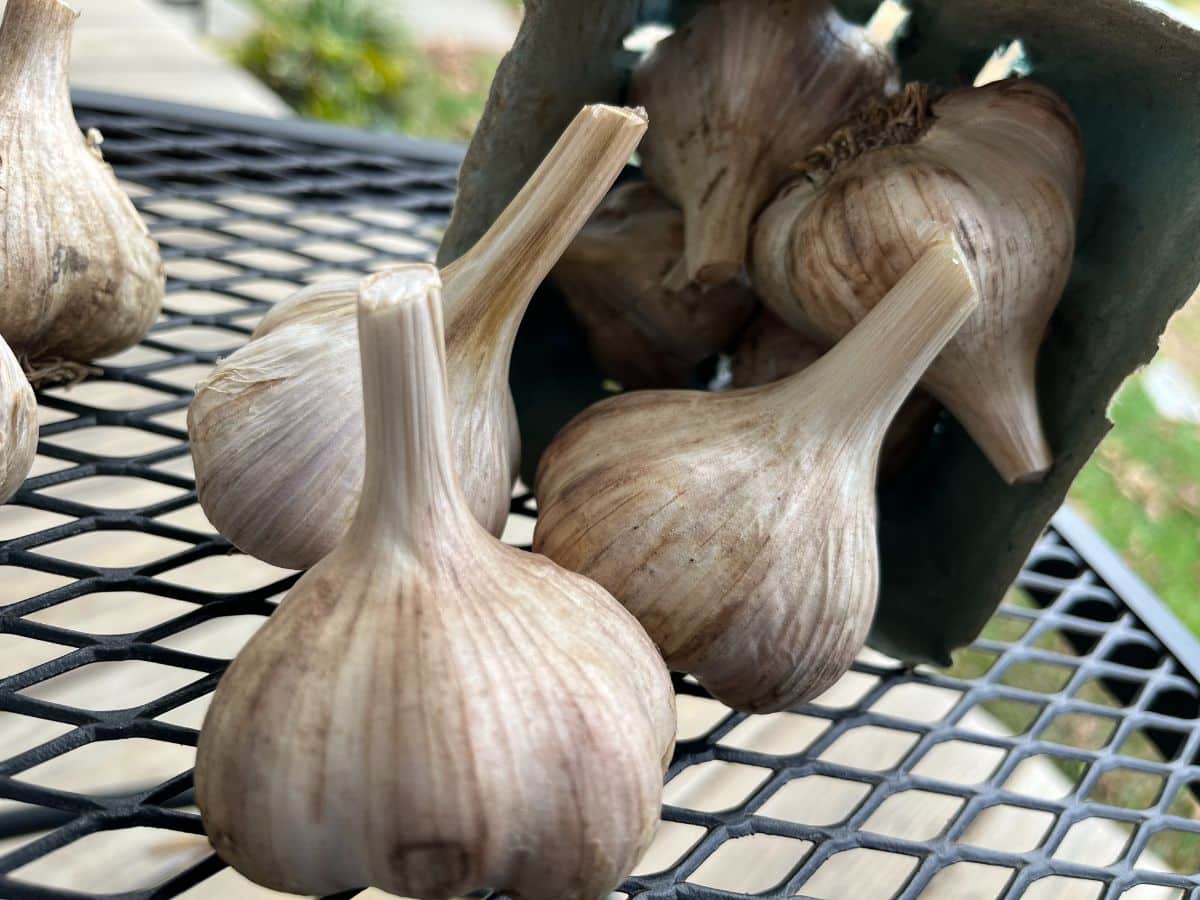 A head of fresh garlic from a local farm