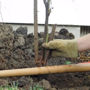 A gardener planting a bare-root rose into the soil.