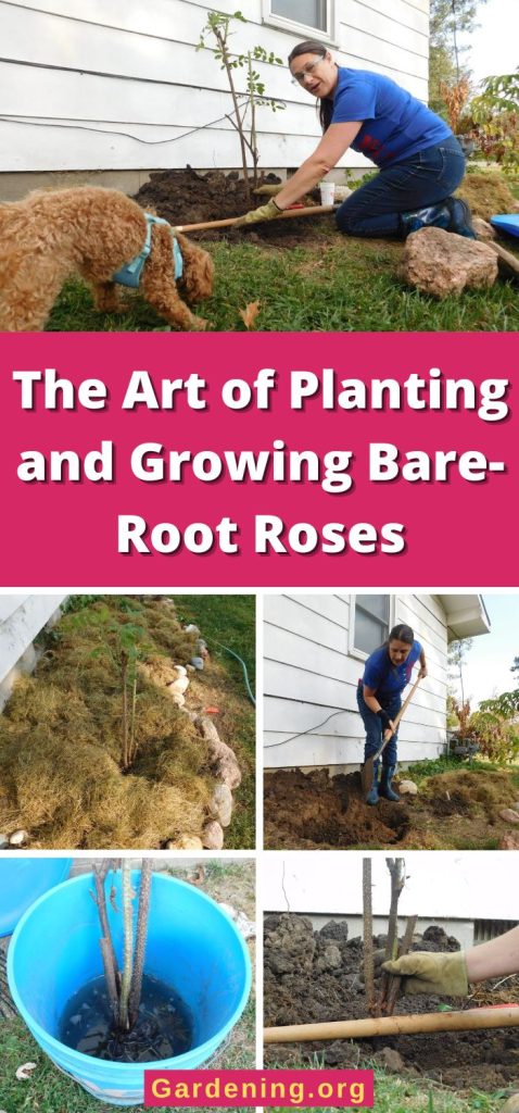 The Art of Planting and Growing Bare-Root Roses pinterest image.