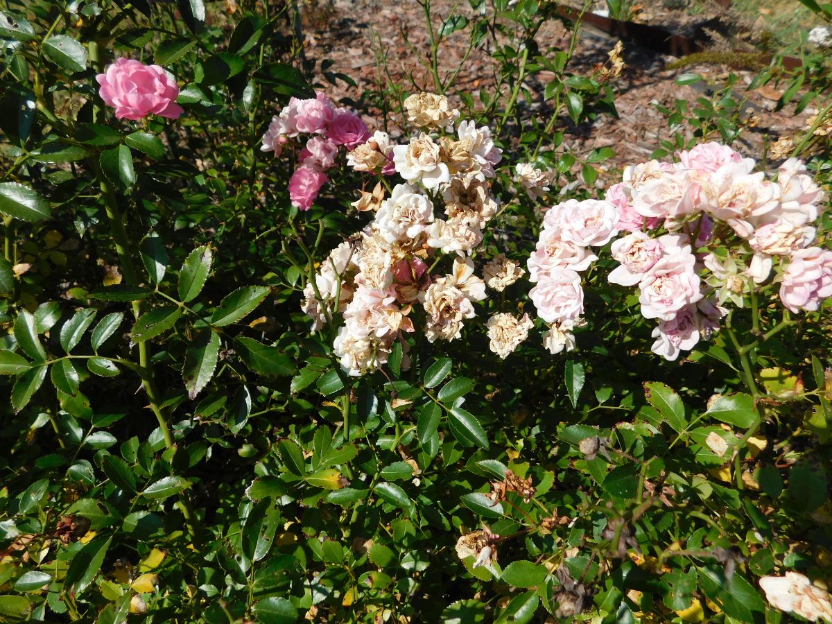 Fairy rose is powdery mildew resistant