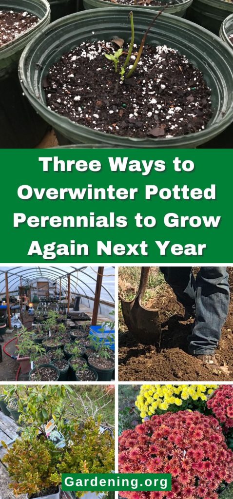 Three Ways to Overwinter Potted Perennials to Grow Again Next Year pinterest image.