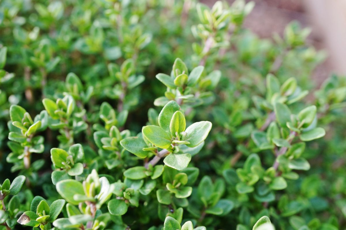 Common thyme close up