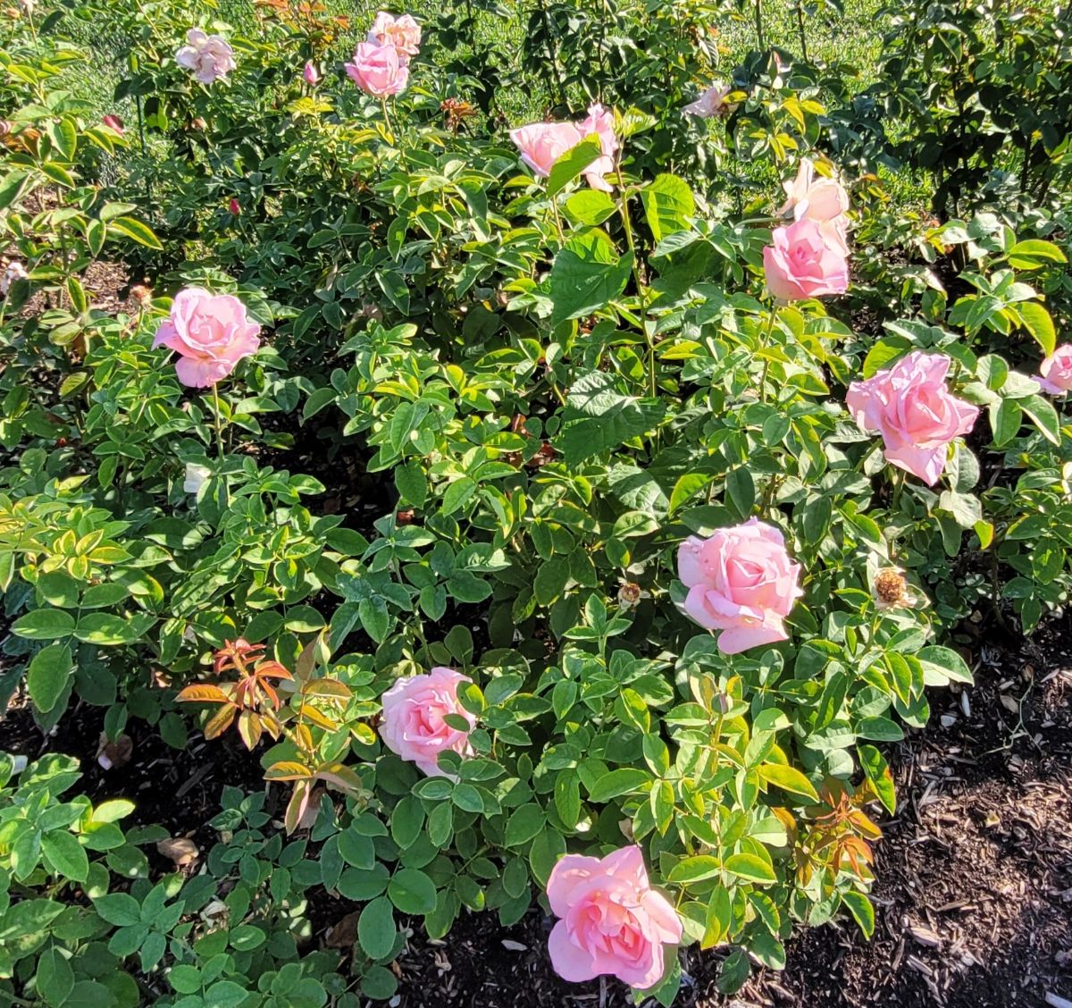 Tiffany roses in a rose garden