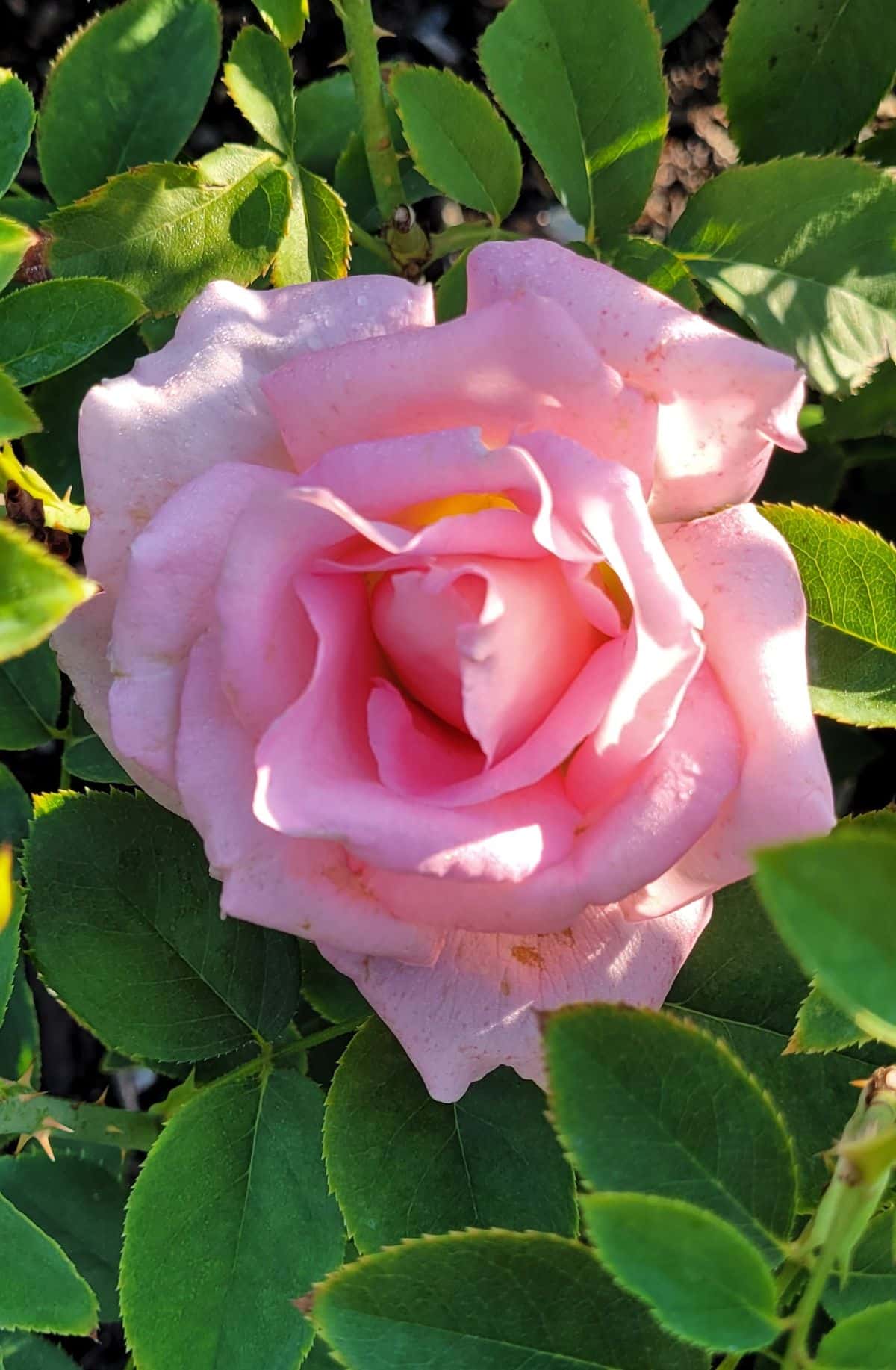 Pink ‘Tiffany’ rose