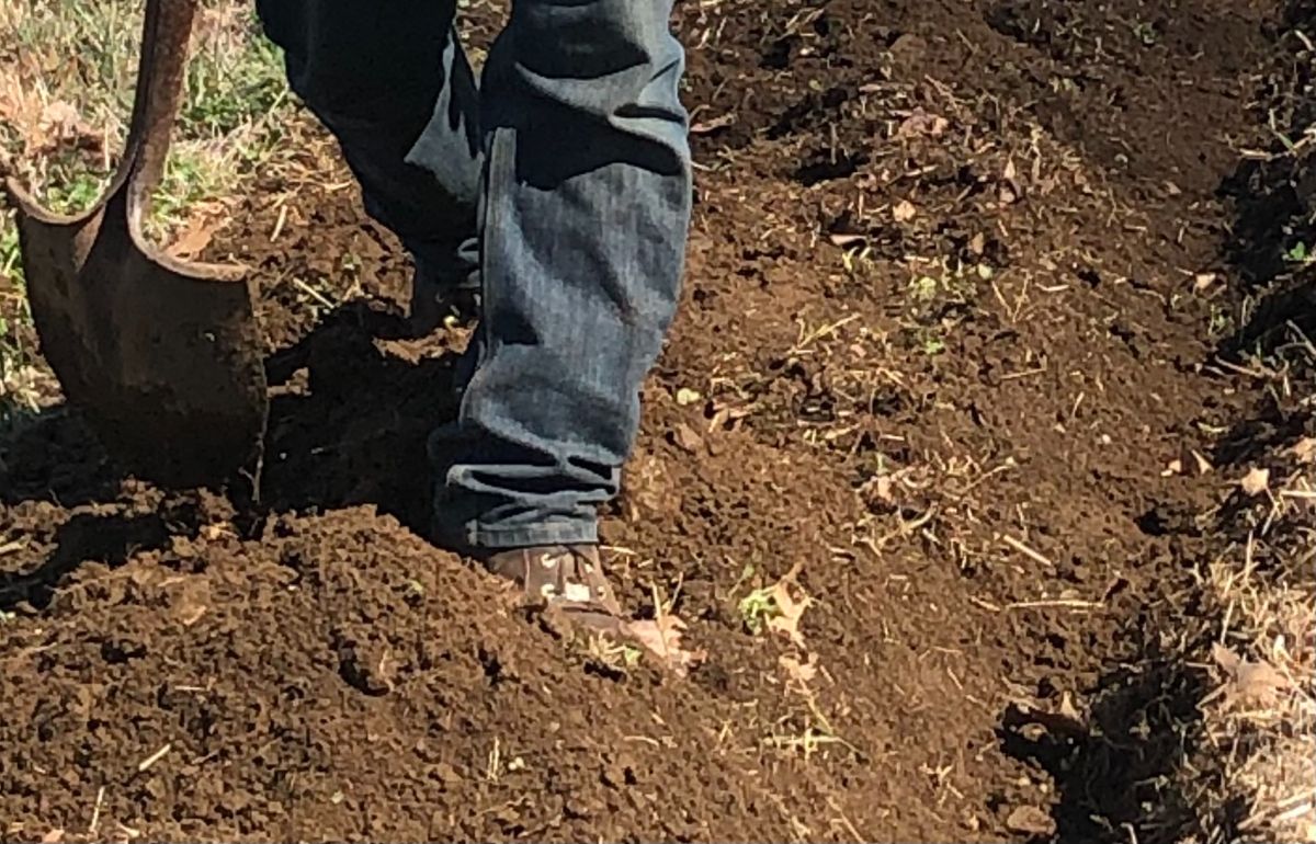 Digging a trench in the ground for heeling in perennials