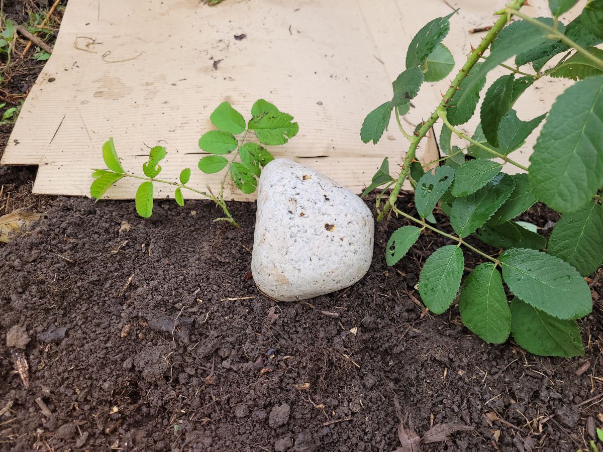 A rose bush being rooted by tip layering