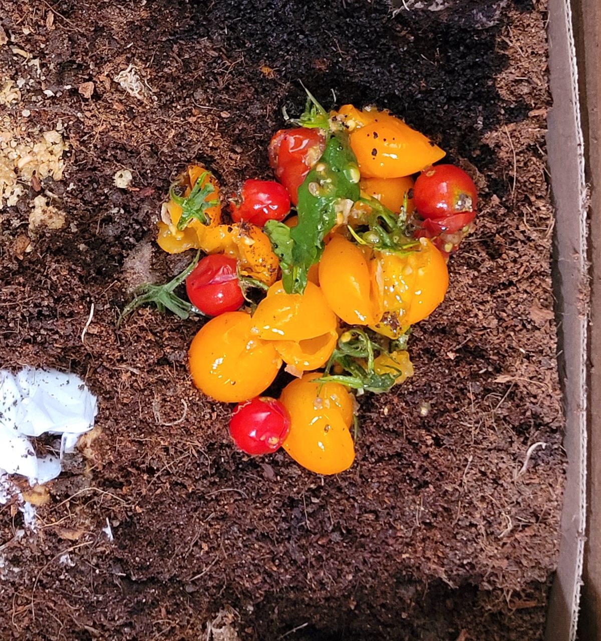 Food waste in a cardboard box composter