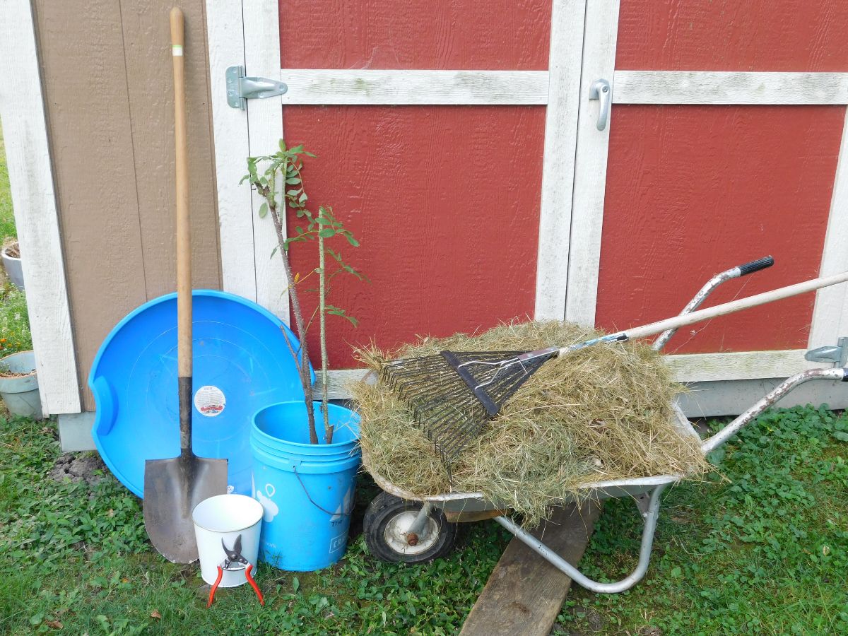 Supplies for planting a bare root rose