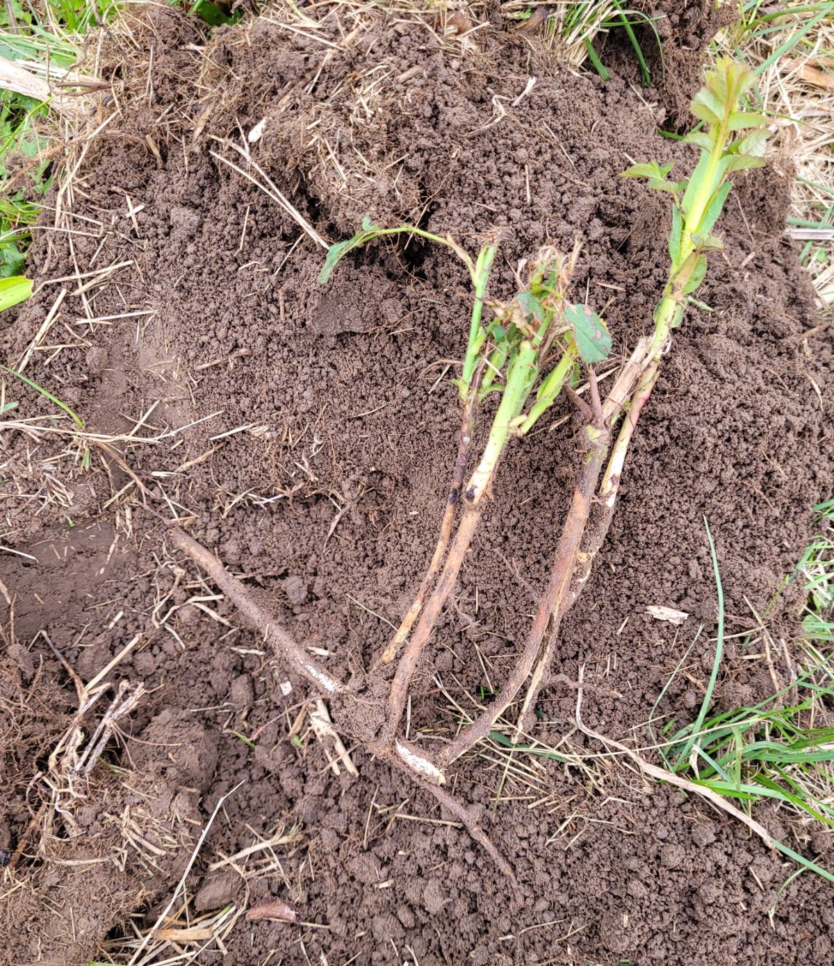 A small rose sucker being dug up to propagate