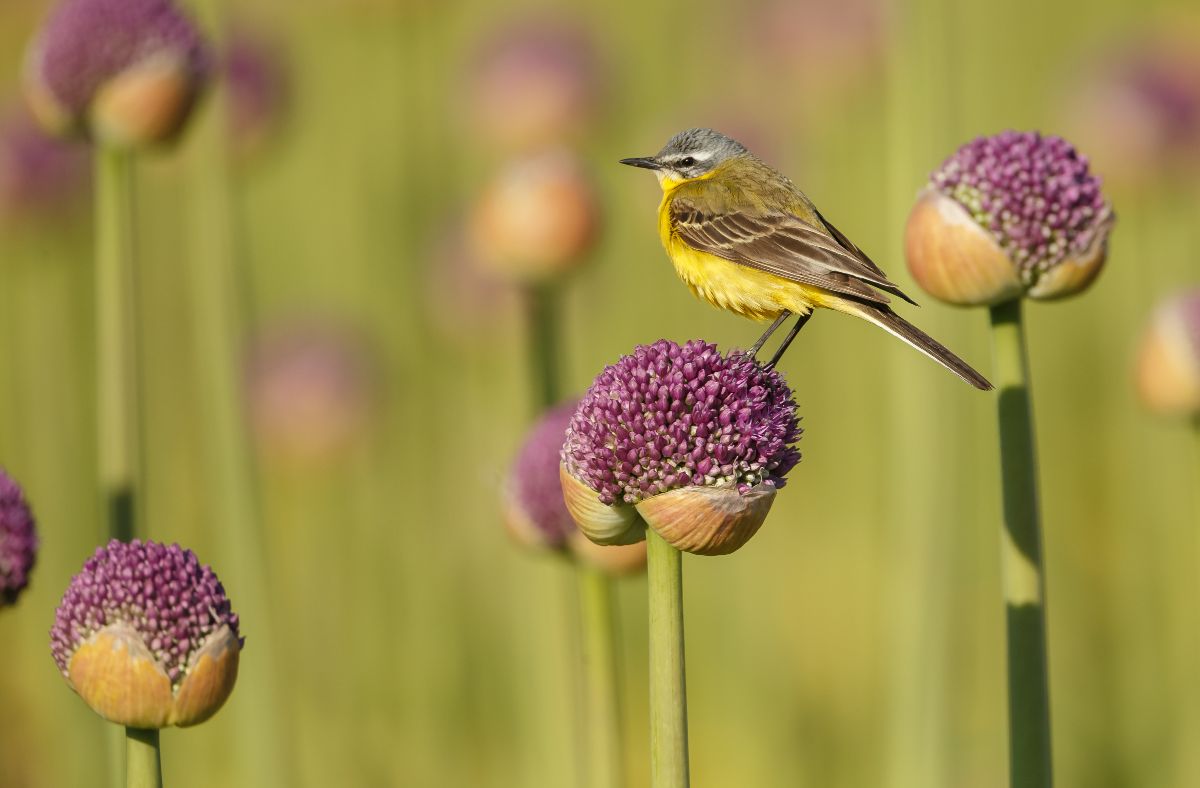 A finch on an opening allium seed head