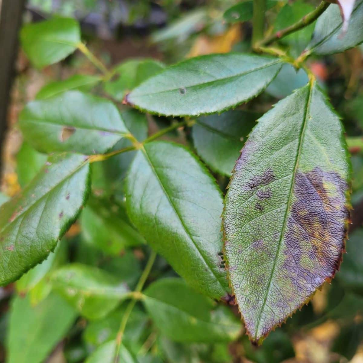 Rose leaves infected with blackspot disease.