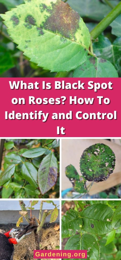 What Is Black Spot on Roses? How To Identify and Control It pinterest image.