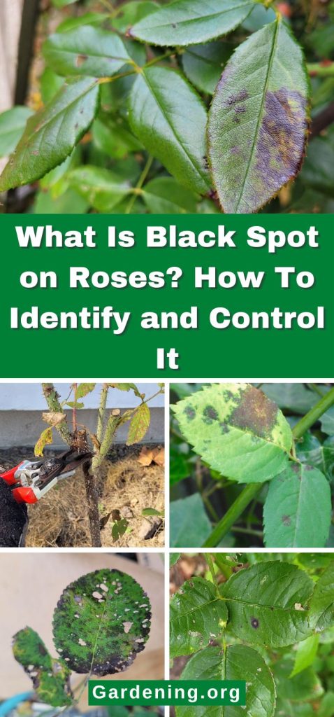 What Is Black Spot on Roses? How To Identify and Control It pinterest image.