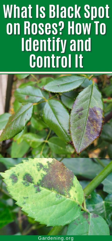 What Is Black Spot on Roses? How To Identify and Control It pinterest image.