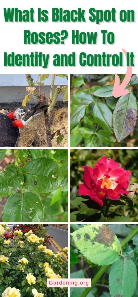 What Is Black Spot on Roses? How To Identify and Control It pinterest image.