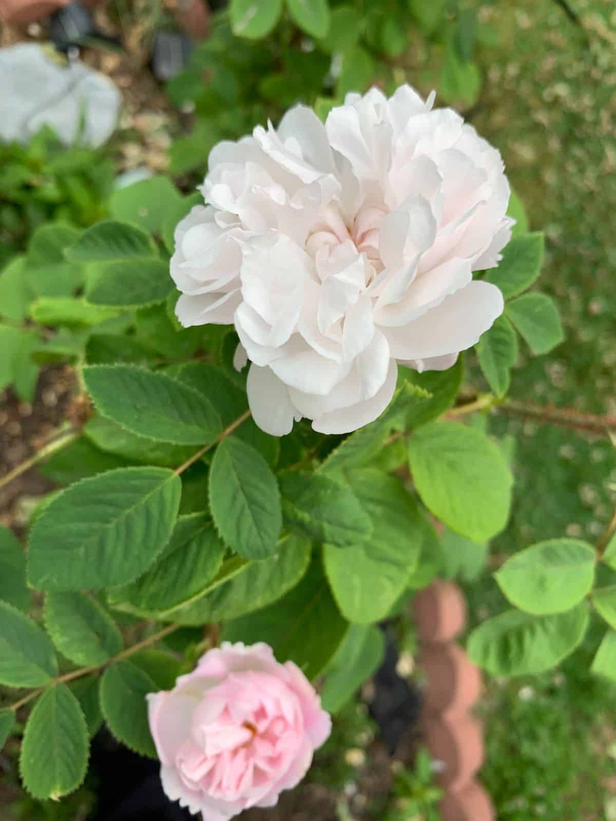 White Moss antique rose