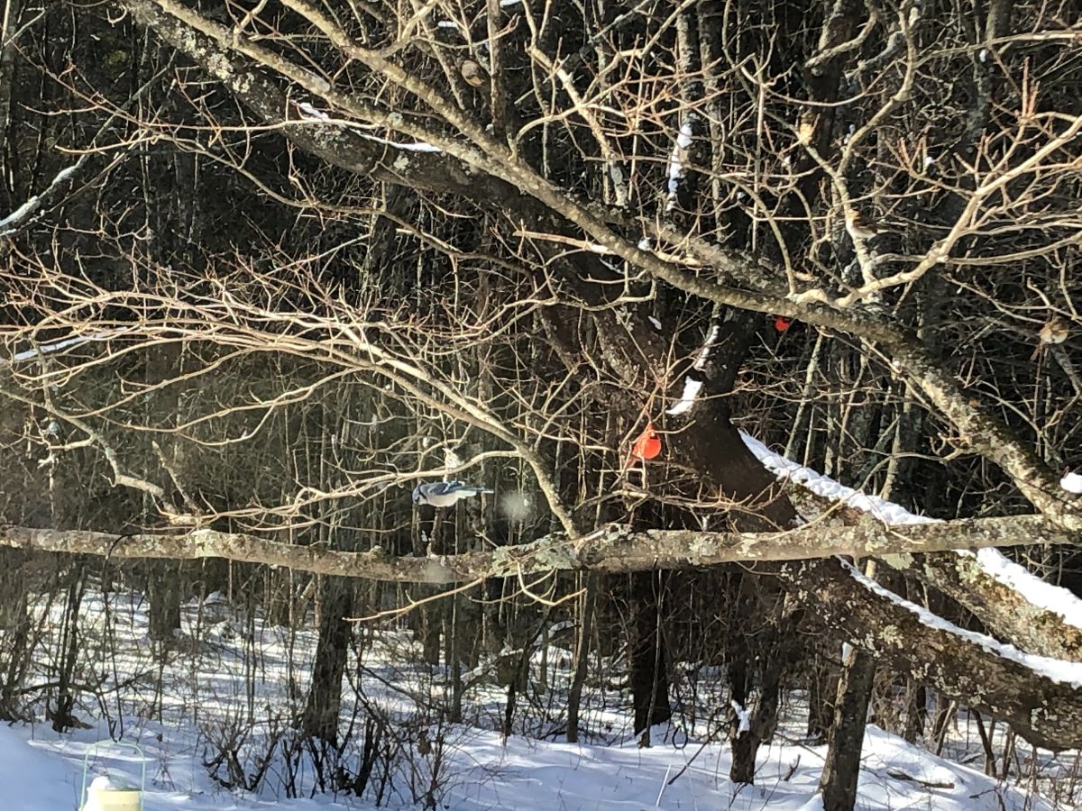Cardinals and blue jays in a tree in winter