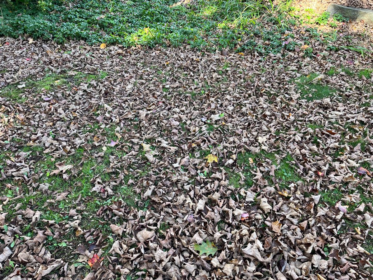 Dead leaves ready to turn into soil