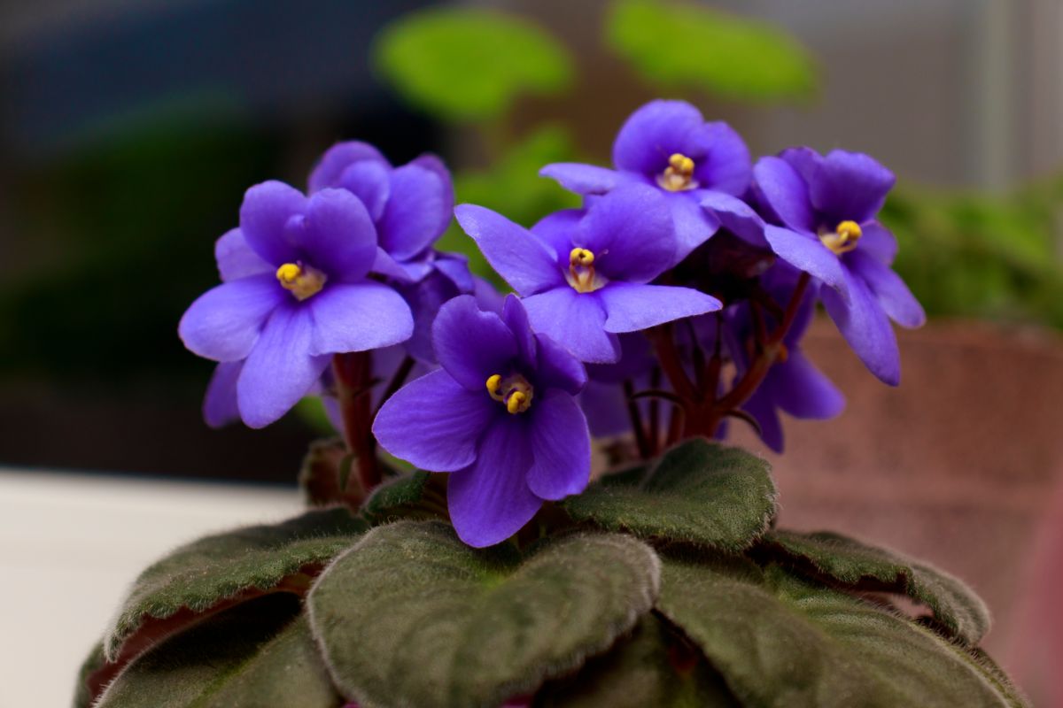 Purple flowers on an African violet plant