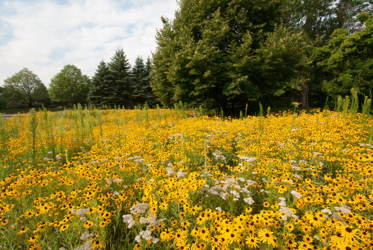 Wilflower lawn with black eyed Susans