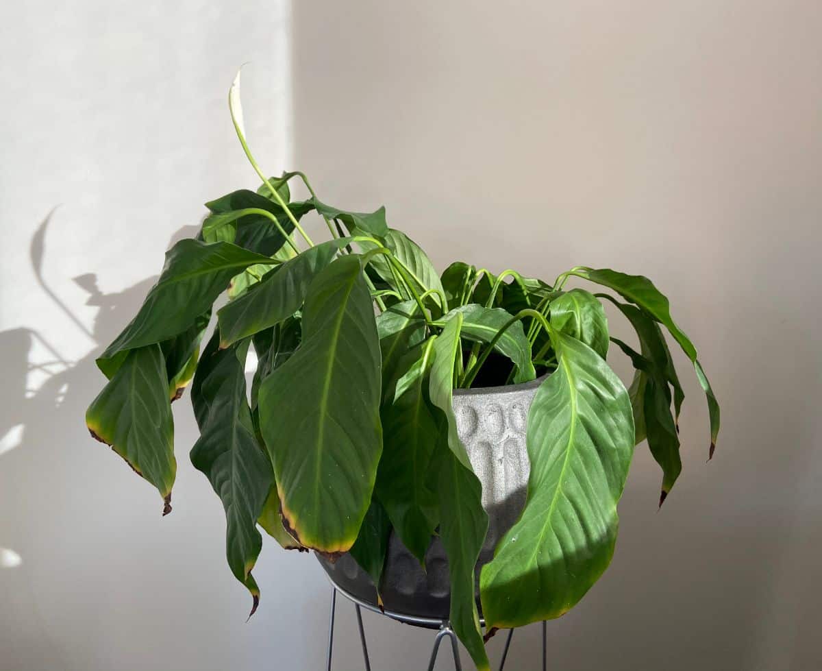 A houseplant in clear need of watering
