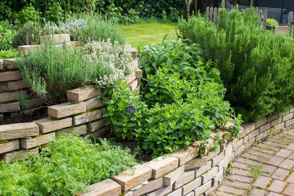 Herbs in a tiered garden bed