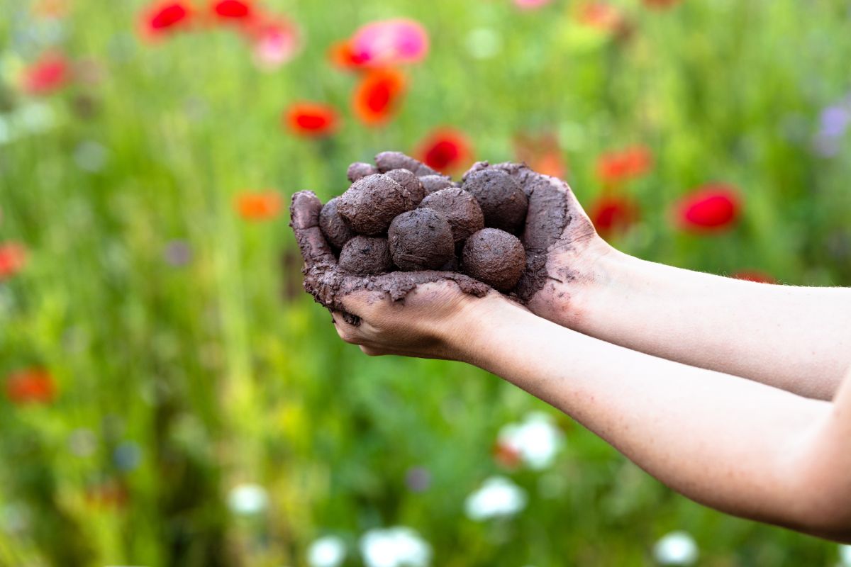 Hands holding fresh made wildflower seed balls