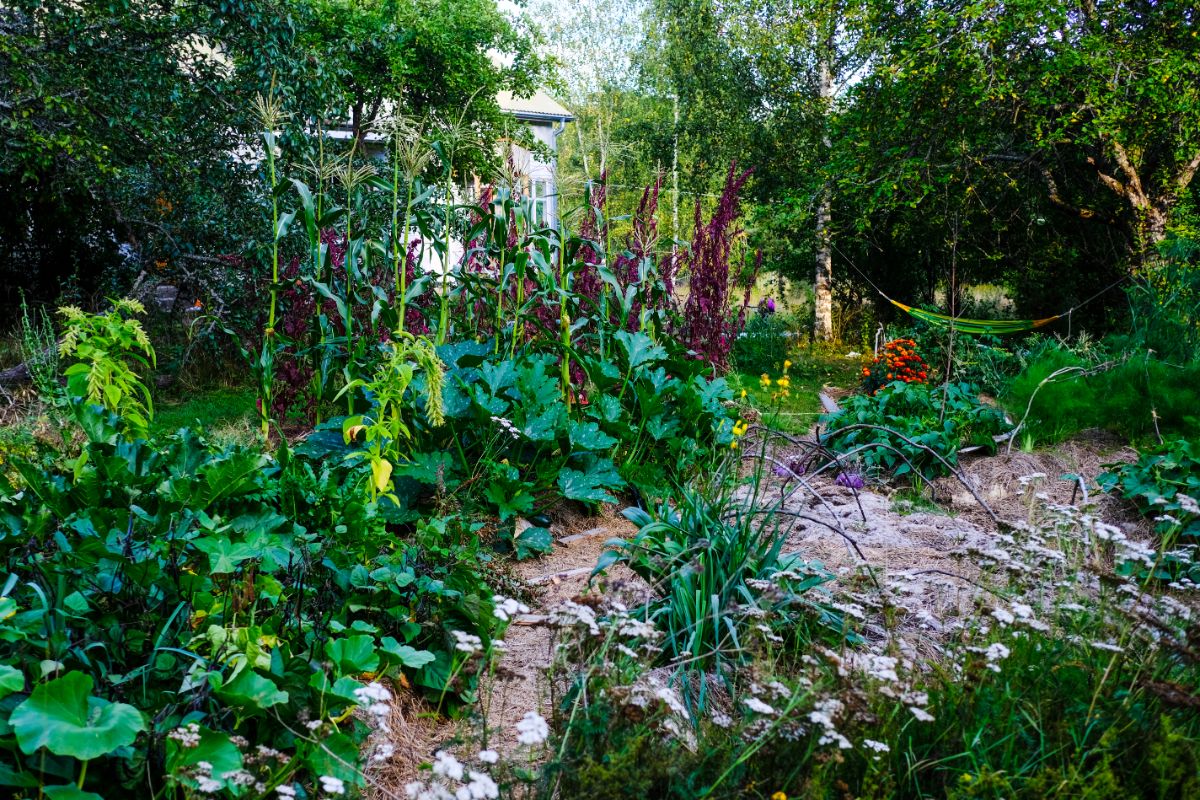A late summer permaculture garden