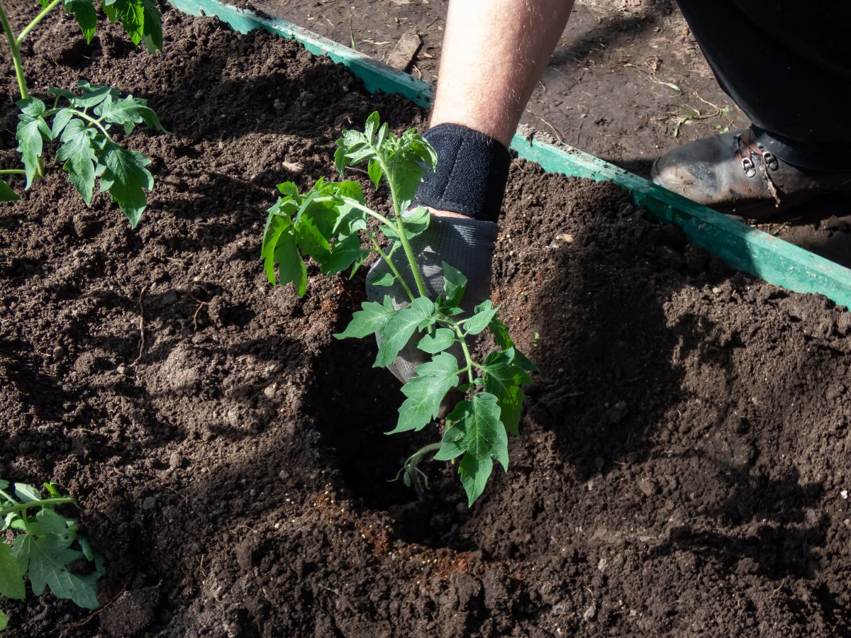 Preparing tomato holes for planting