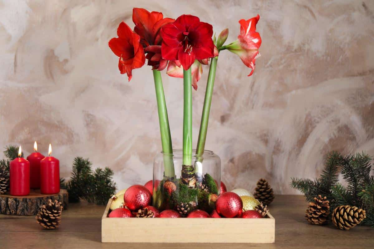 Beautiful blooming amaryllis in a Christmas display