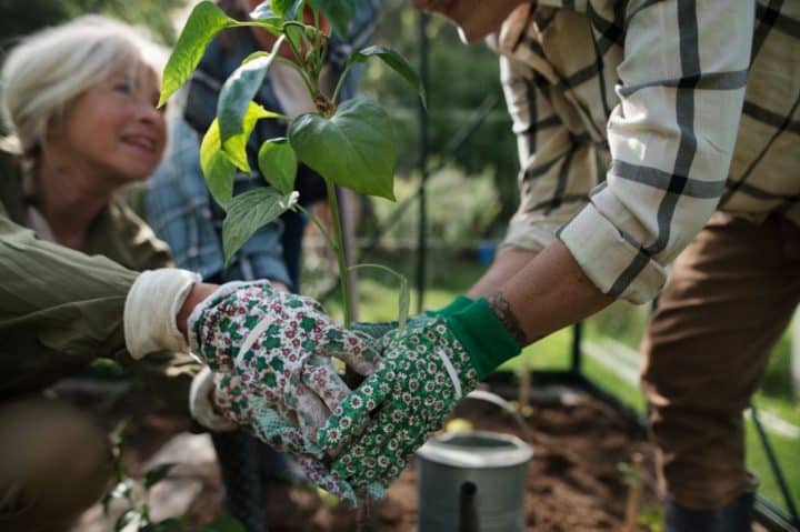 How to Start a Community Garden in 8 Steps - Gardening