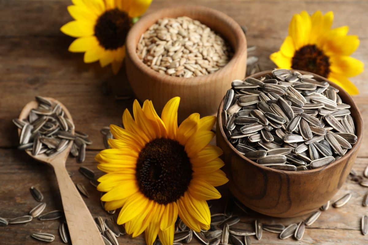 Bowls of homegrown sunflower seeds