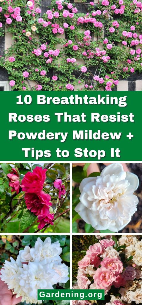 10 Breathtaking Roses That Resist Powdery Mildew + Tips to Stop It pinterest image.