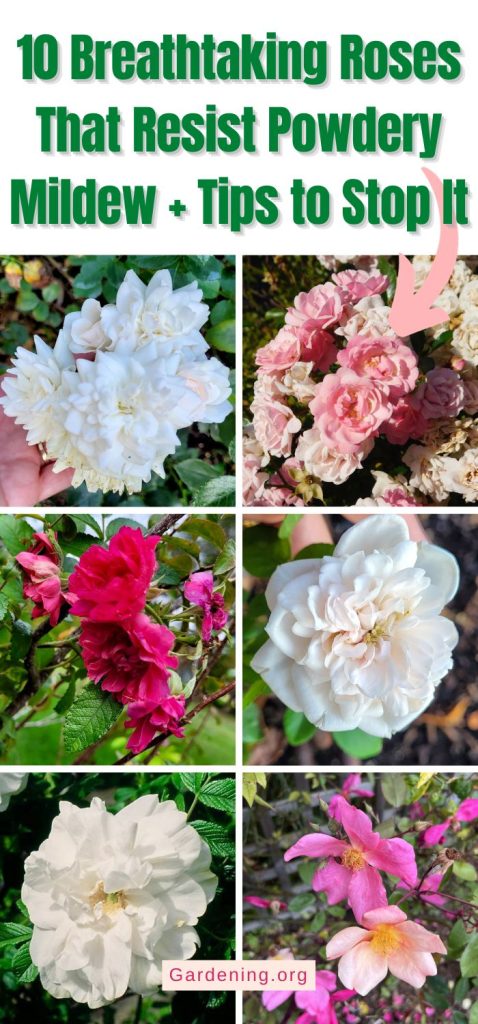 10 Breathtaking Roses That Resist Powdery Mildew + Tips to Stop It pinterest image.