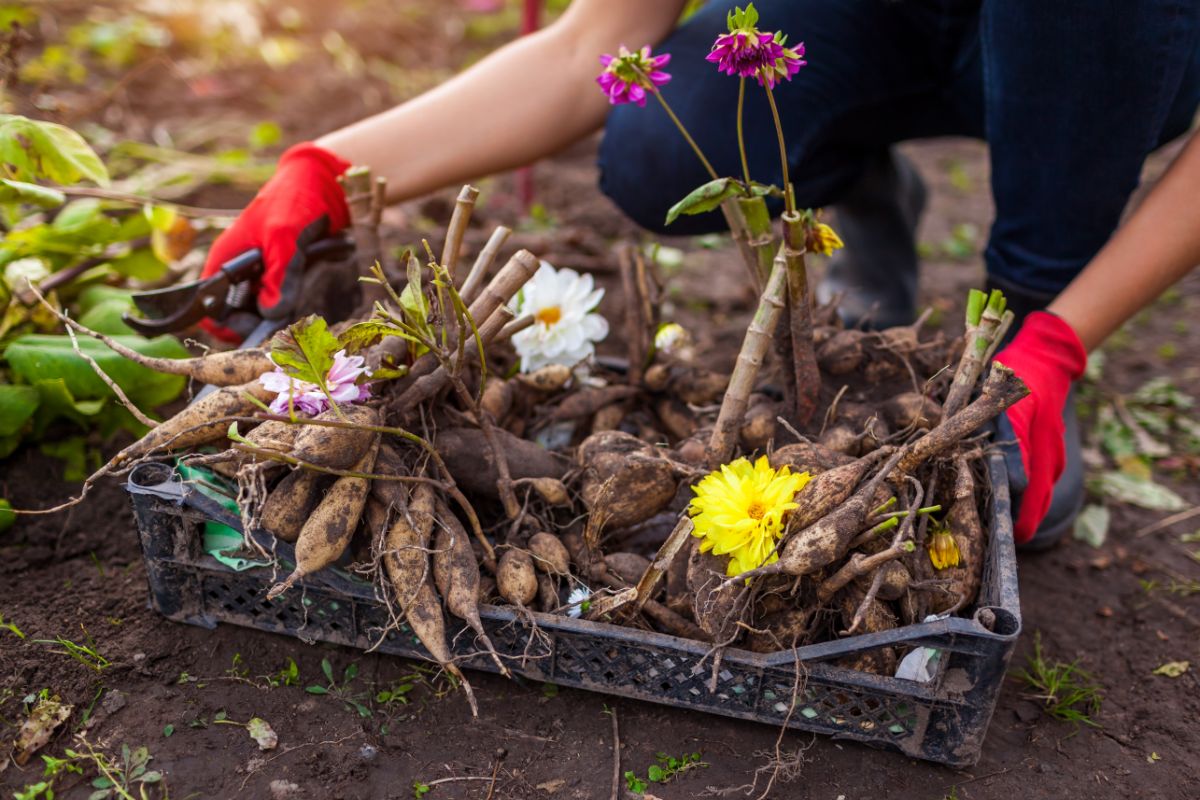 Dahlia tubers and bulbs dug in the fall