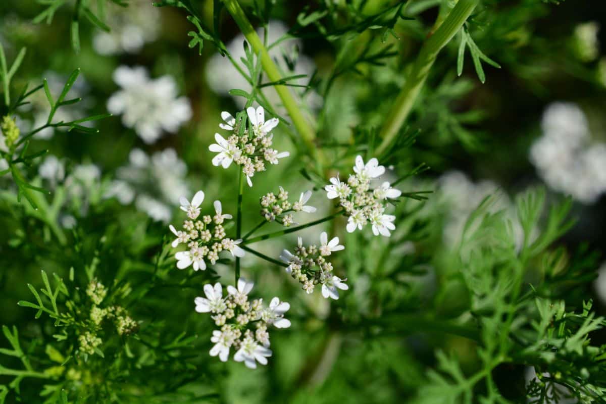 An herb plant bolted and flowering