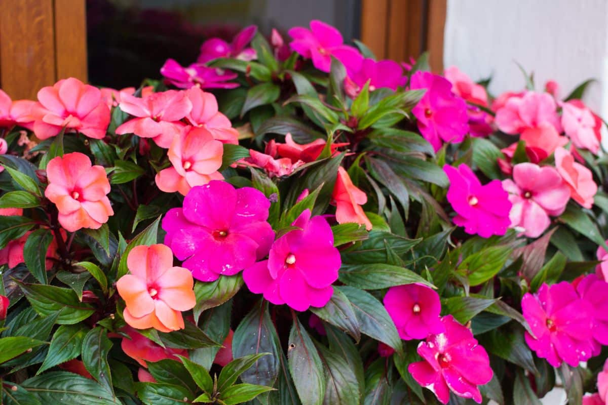 Pink and coral impatiens in a window box