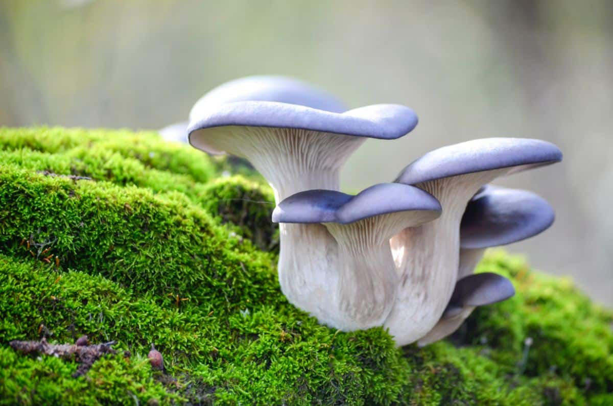 Stunning blue oyster mushrooms growing in moss