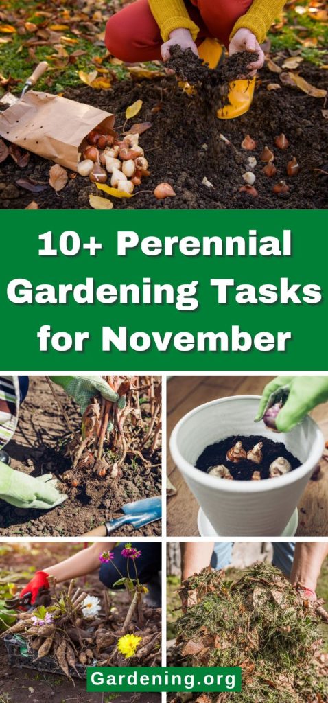 10+ Perennial Gardening Tasks for November pinterest image.