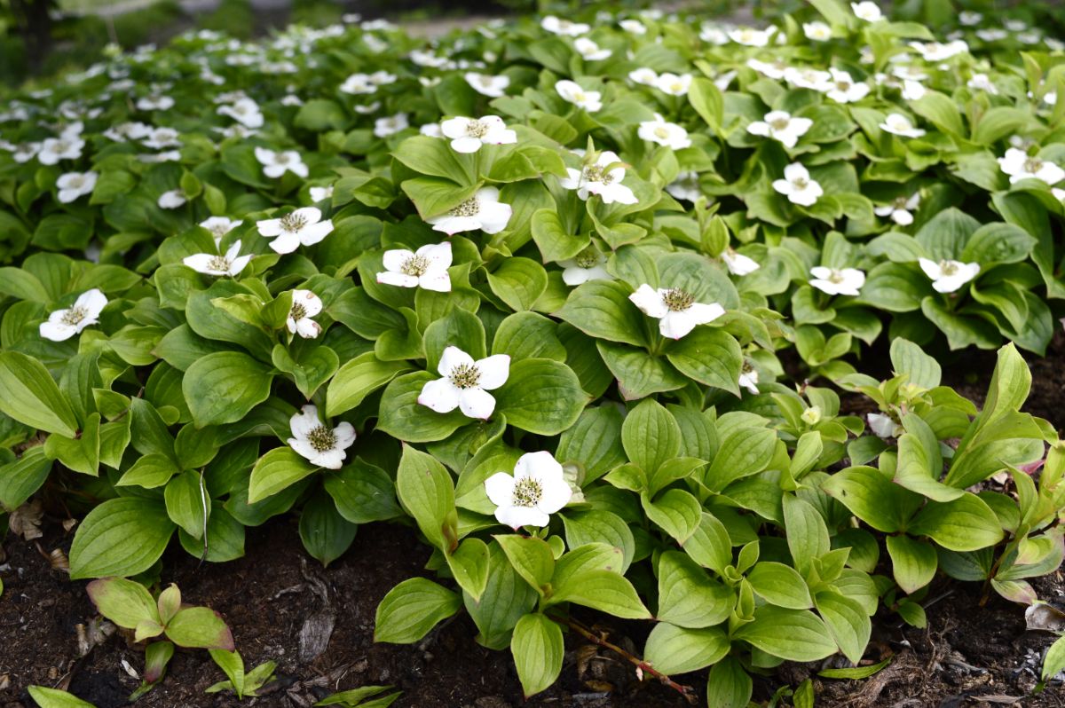 Bunchberry plant with white flowers