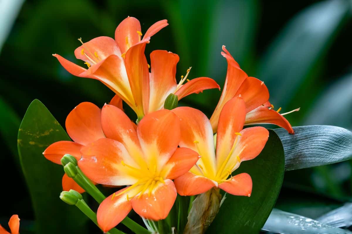 Orange flowering clivia