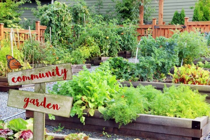 How to Start a Community Garden in 8 Steps - Gardening