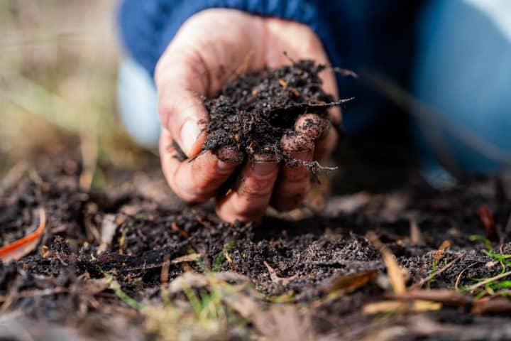 15 Dos and Don’ts of Herb Gardening - Gardening