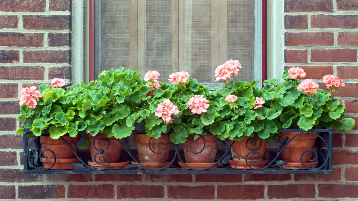 Potted pink geraniums in pots in a wire window box