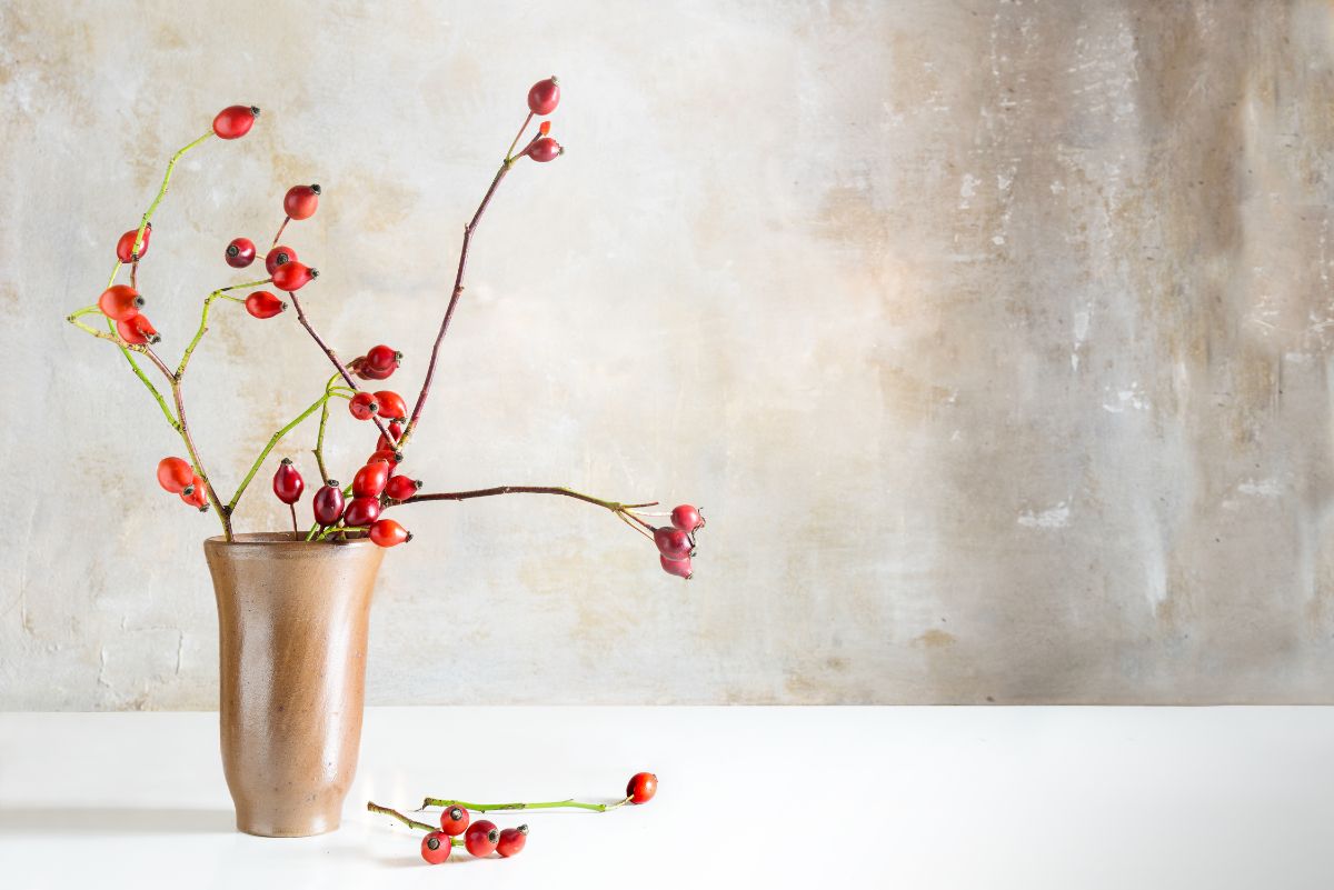 A rustic display of pretty rose hips in a vase