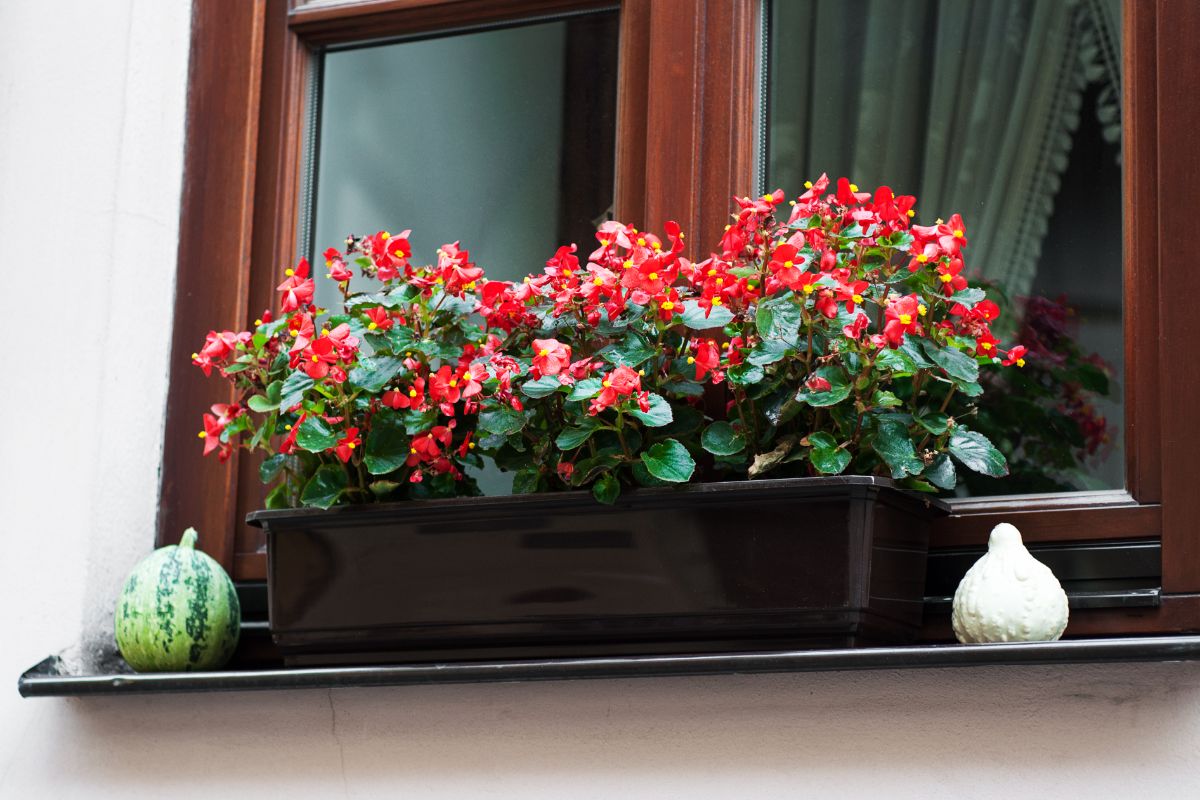 Begonias in a window box